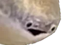 :poissonsurpris:
