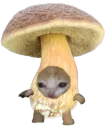 :Chapignon:
