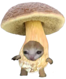 :Chapignon: