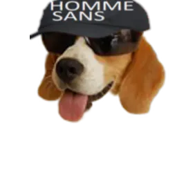 :chien_sans: