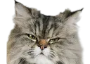 :Chat_fache_6: