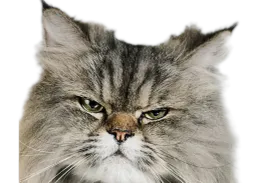 :Chat_fache_6: