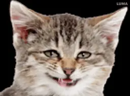 :silly_cat_laugh: