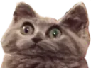 :Chockedcat: