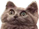 :Chockedcat: