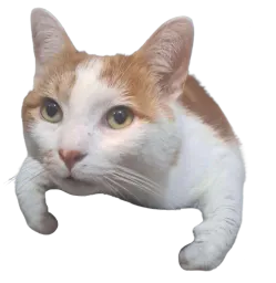 :Quinquin: