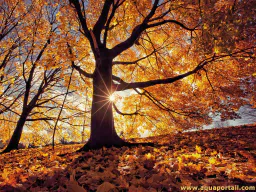 :Automn: