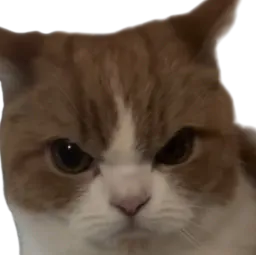 :Chat_fache_5: