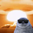 :phoquegif: