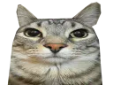 :CS_Original: