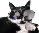 :Chatfumelunettes: