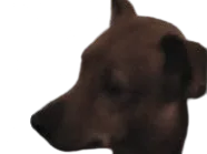 :Dresseur2doggo: