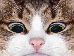 :Chat_louche: