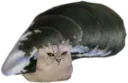 :ChatMoule: