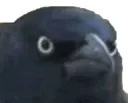 :Corbeau: