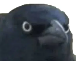 :Corbeau: