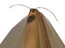 :risicafard: