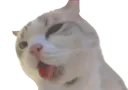 :chatcum: