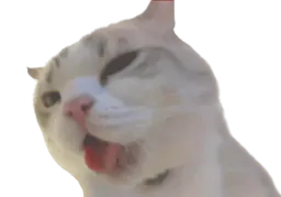 :chatcum: