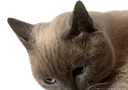 :chalpagueur: