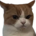 :Chat_boudeur_: