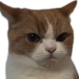 :Chat_boudeur_: