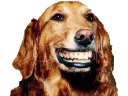 :chien_sourire: