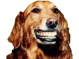 :chien_sourire: