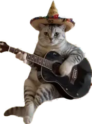 :Chat_sombrero: