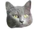 :noisette: