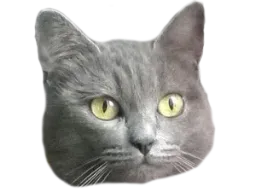 :noisette: