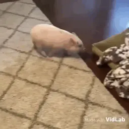:pig_spin: