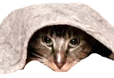 :chattapis: