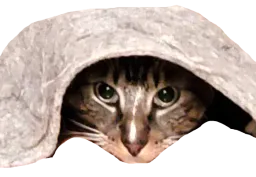 :chattapis: