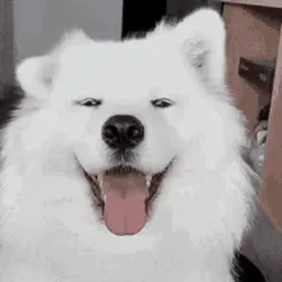 :Chien_Troll: