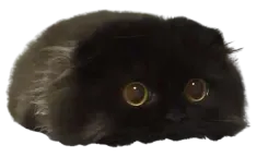 :Chatonmignon: