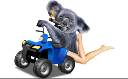 :KoalaQuad:
