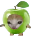 :Minipom: