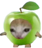 :Minipom: