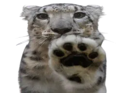 :Panthere: