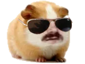 :Hamster: