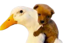 :canard_chiot: