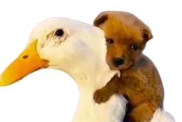 :canard_chiot: