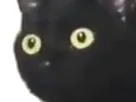 :chat_choque3: