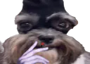 :Doggy_fion: