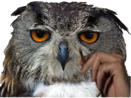 :hibou_depressif_: