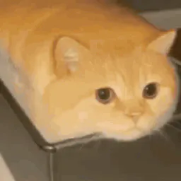 :gato_chat: