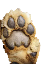 :Pattelion2: