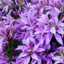 Azalea-Japonica