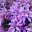 Photo de profil de Azalea-Japonica